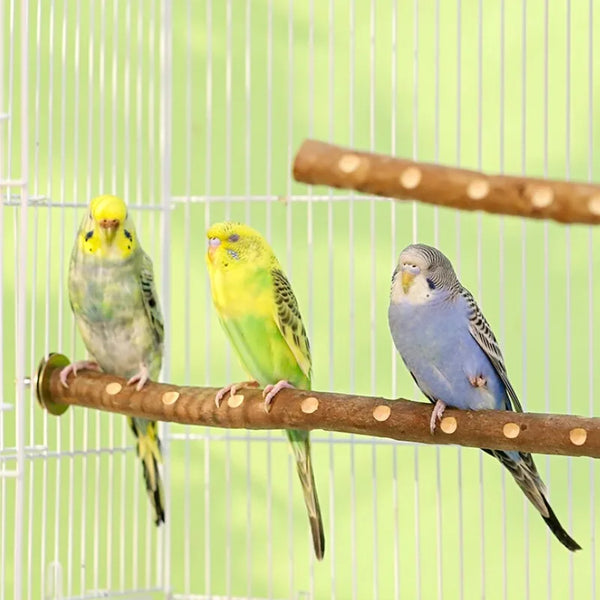 Natural Wood Bird Perch Stand - Grinding Branch for Budgies & Cockatiels